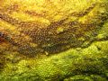 Oculina patagonica